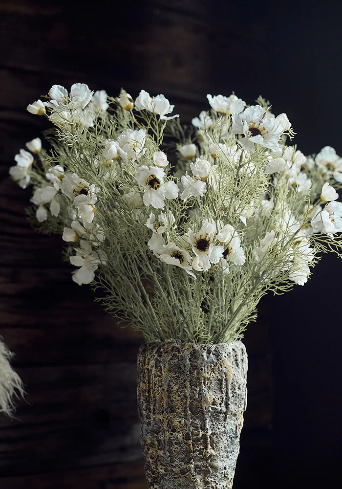 cream-colored cosmos bloom
