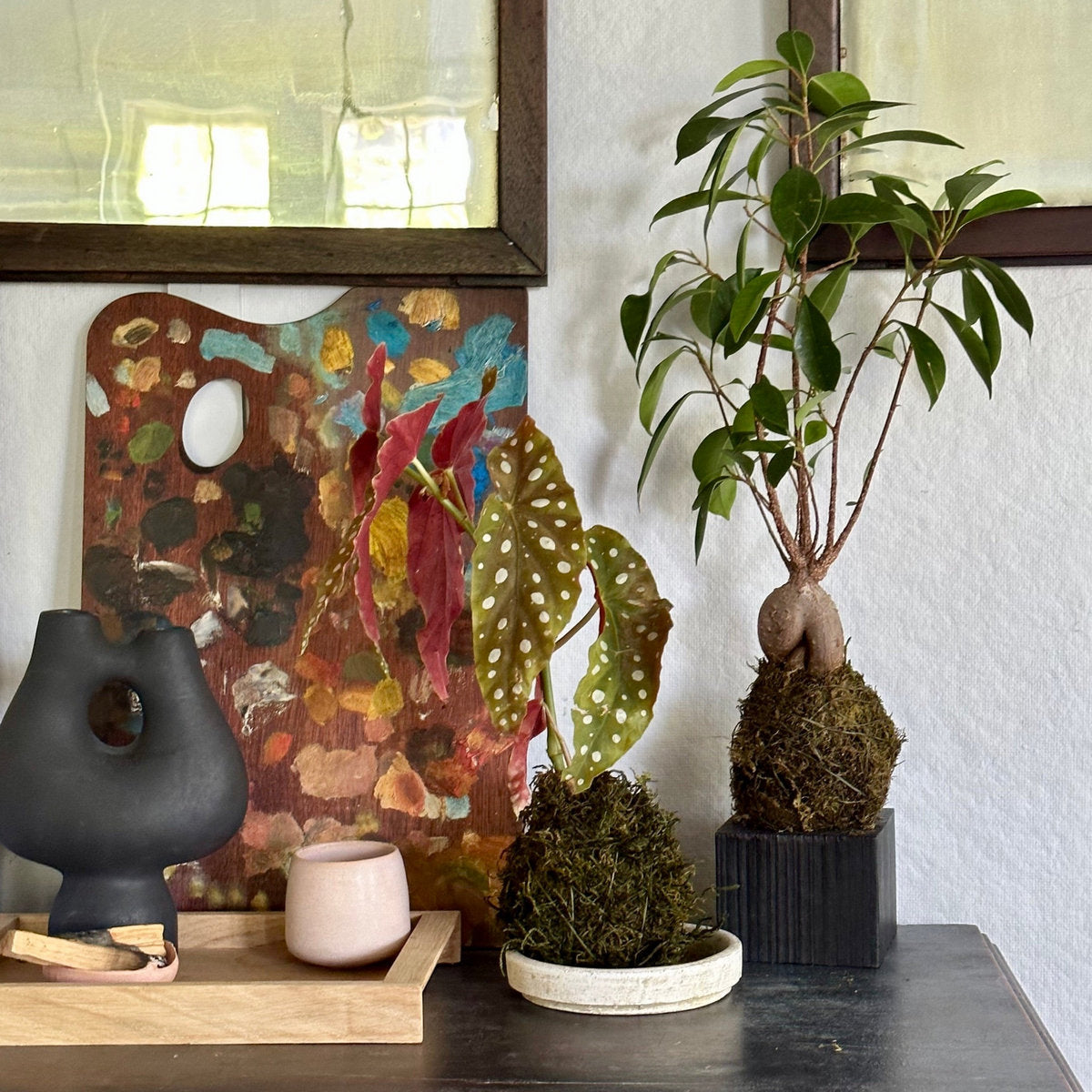 Angel Wings Begonia Kokedama - Bloomist