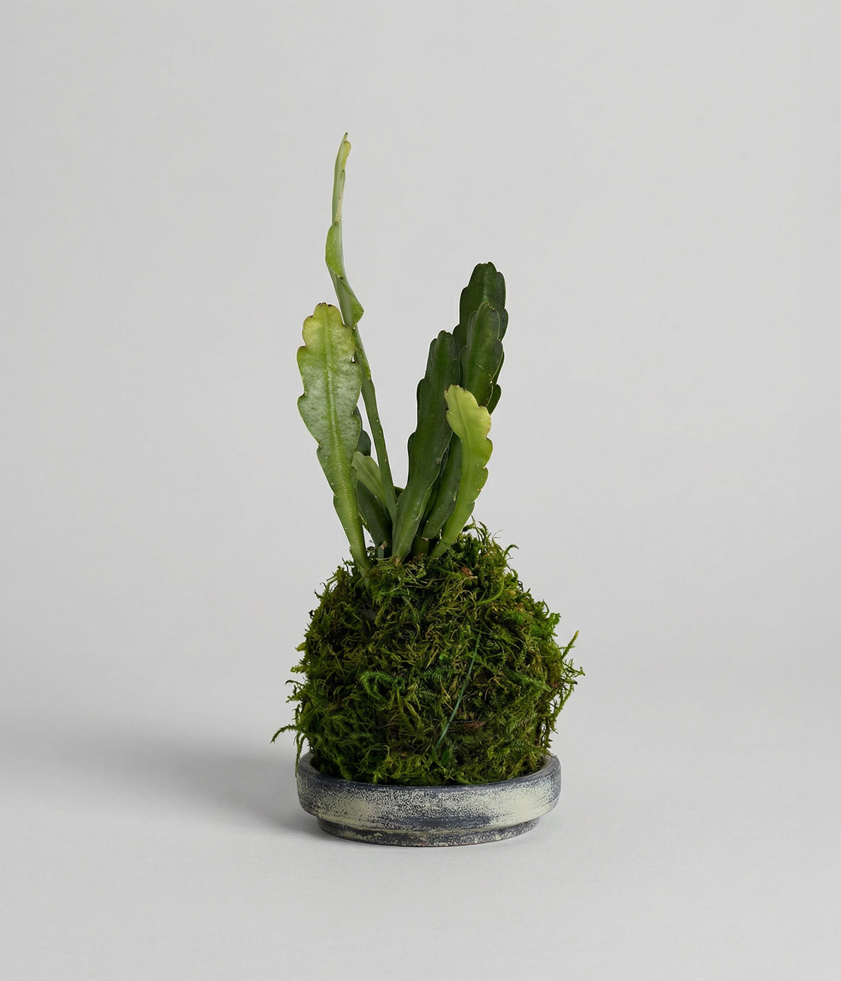 Epiphyllum orchid cactus in hand-wrapped moss ball