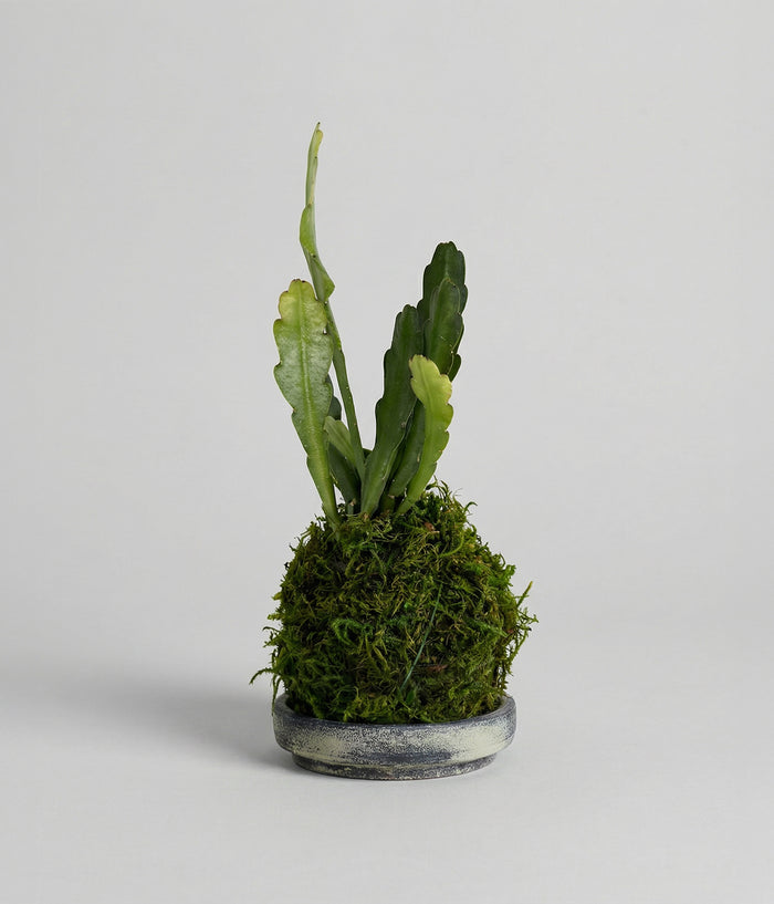 Epiphyllum orchid cactus in hand-wrapped moss ball