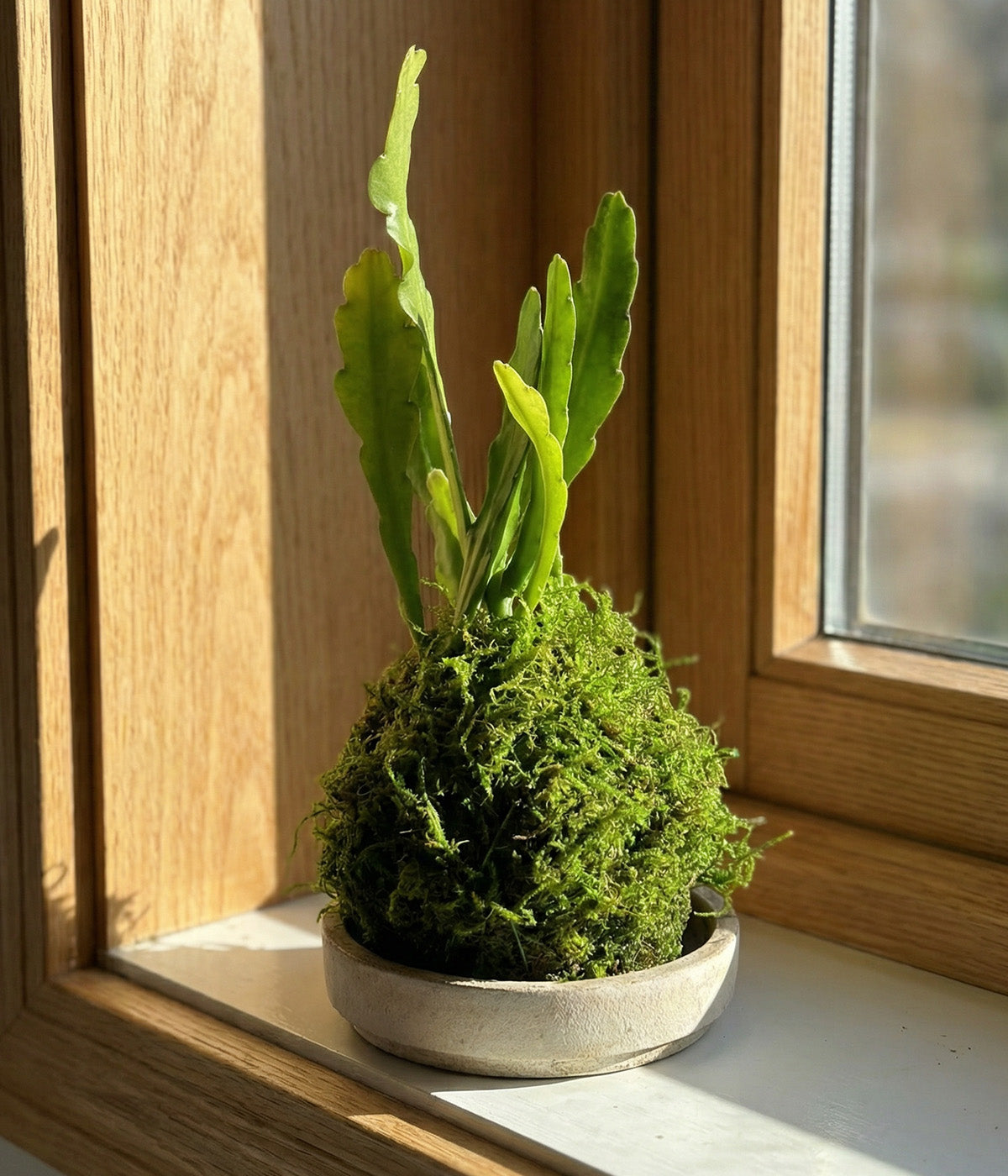 Epiphyllum orchid cactus in hand-wrapped moss ball