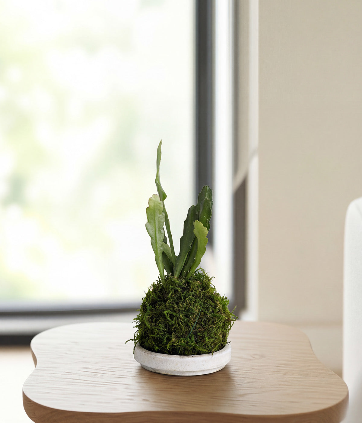 Tropical orchid cactus kokedama tabletop plant