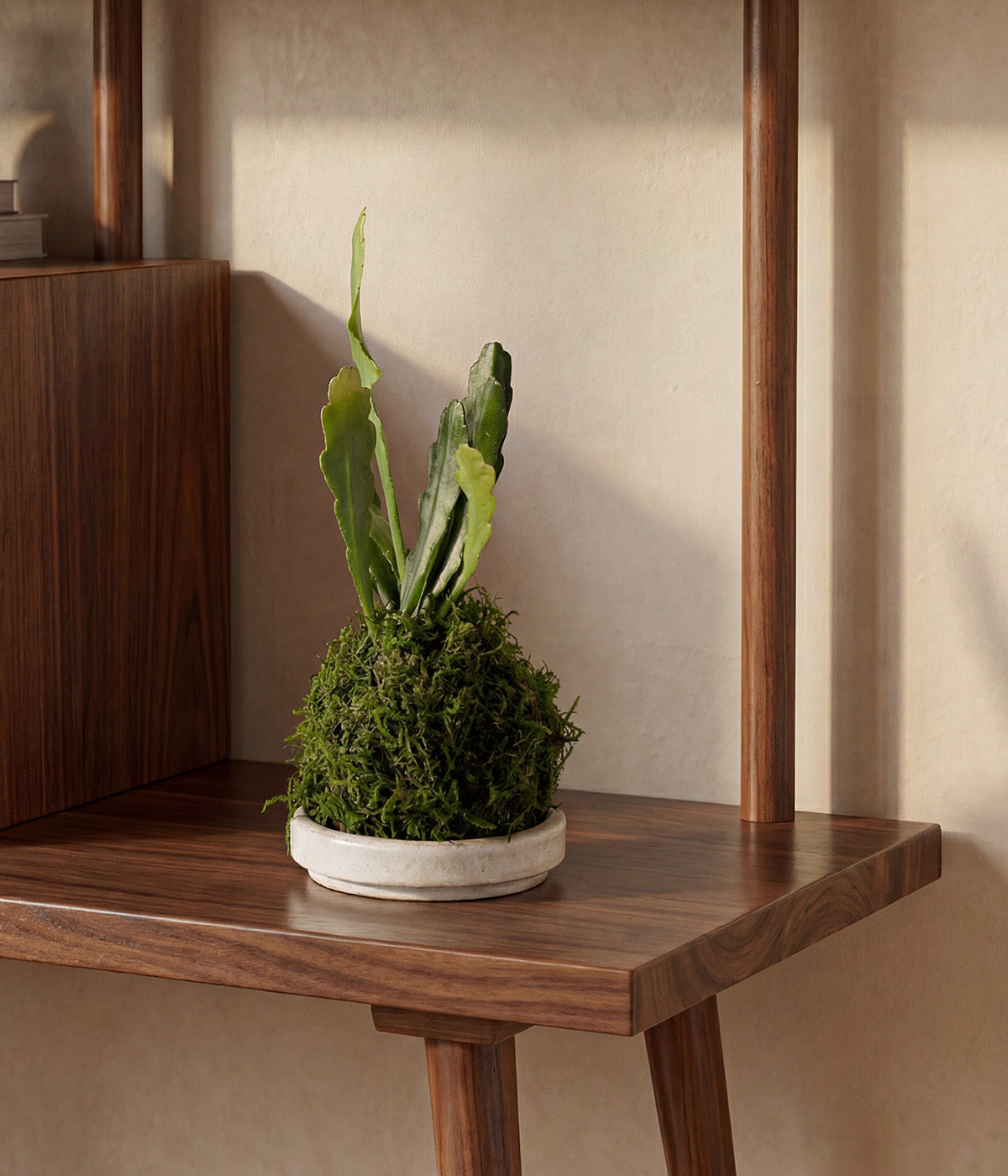 Epiphyllum cactus plant in round kokedama form