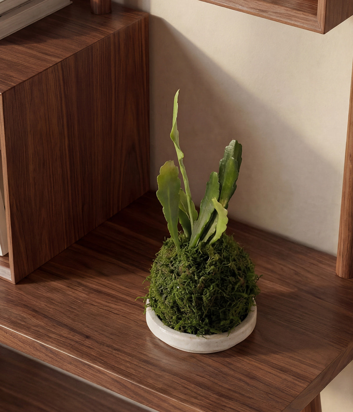 Flowering Epiphyllum cactus kokedama arrangement