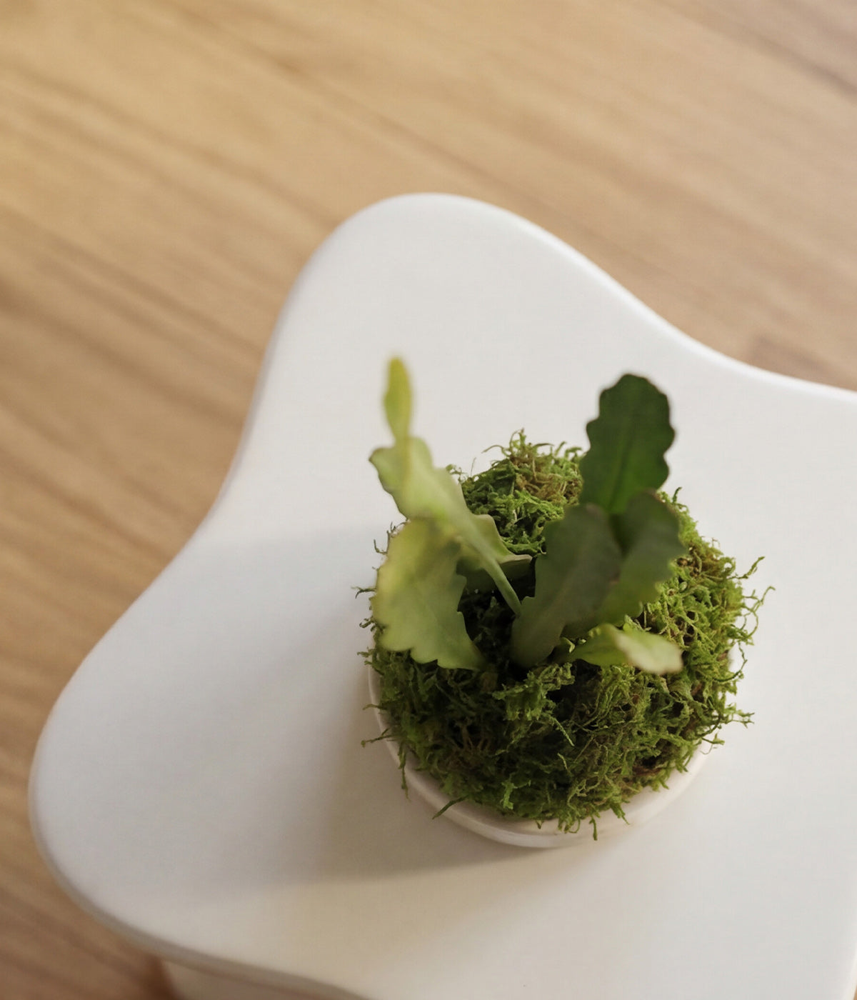 Scalloped Epiphyllum stems emerging from moss sphere