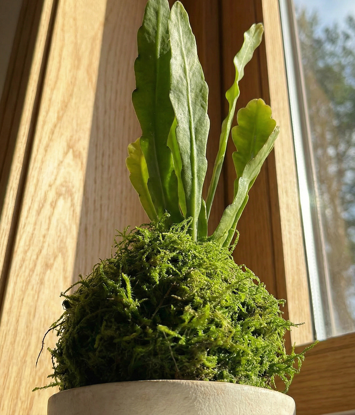 Moss-wrapped orchid cactus by the windowsill with layered stems