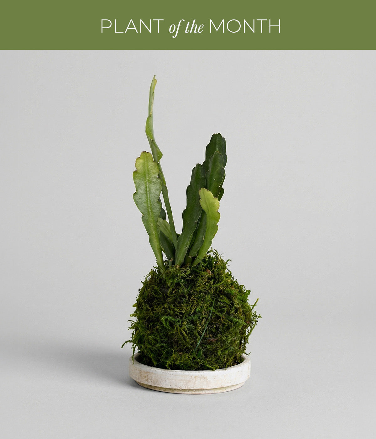 Flowering Orchid Cactus Kokedama in moss sphere