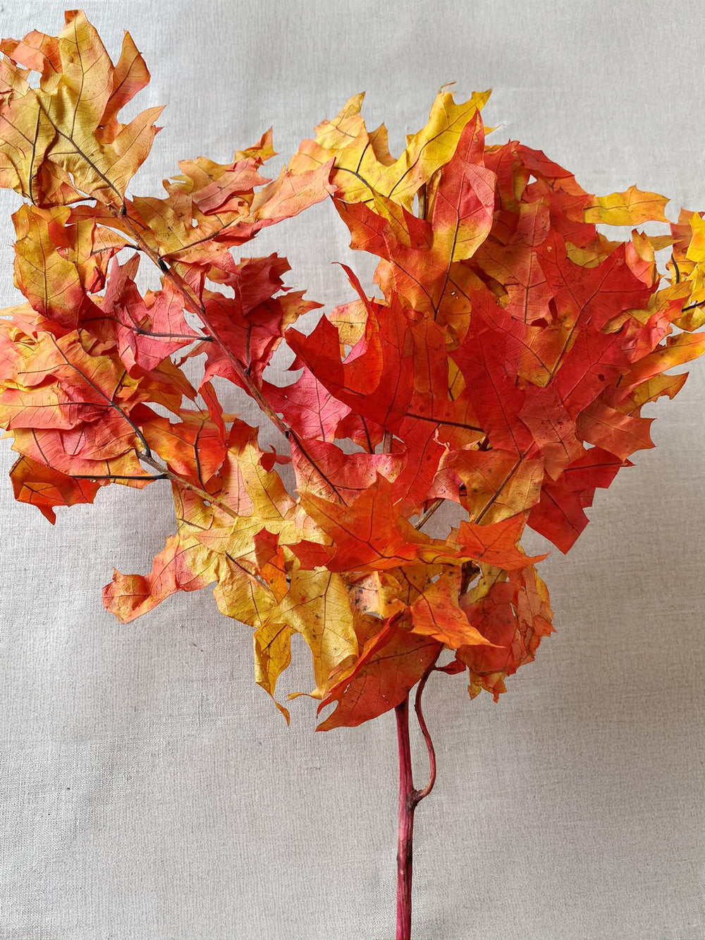 Dried decorative Oak Leaves in autumn colors for fall decorating