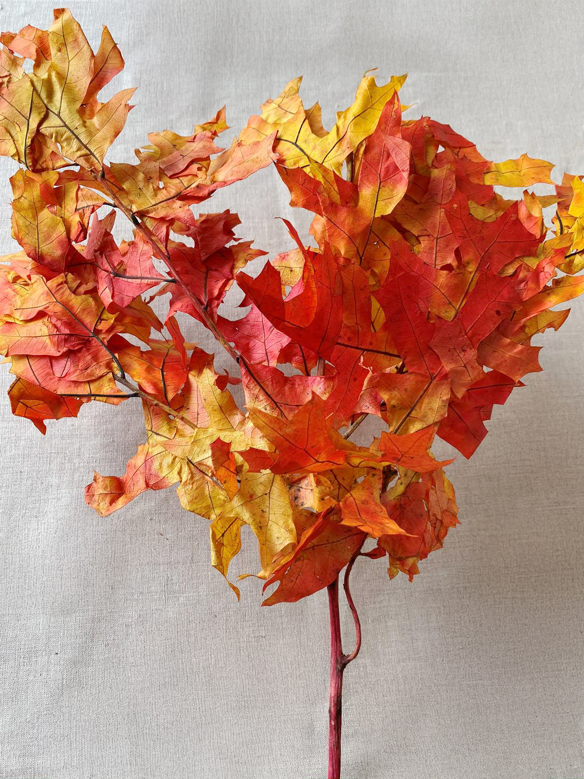 Dried decorative Oak Leaves in autumn colors for fall decorating