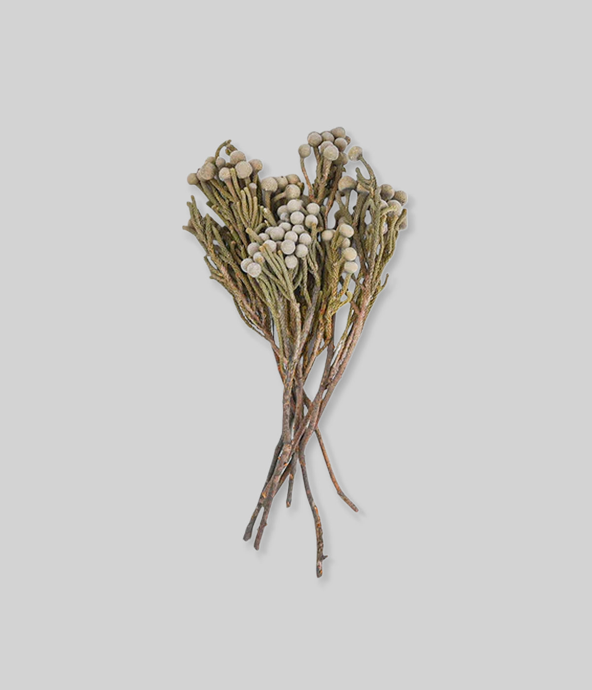 Dried brunia flower stems with round blooms and textured branches for winter floral decor