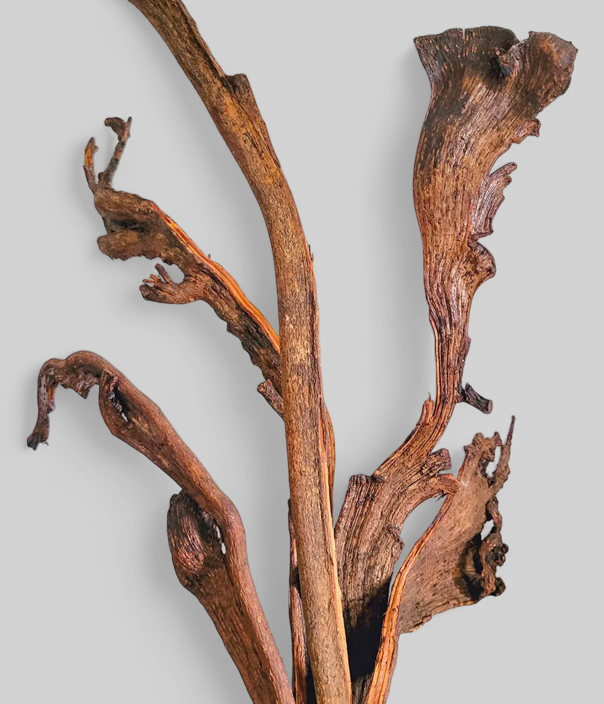 Dried and natural wood branch decor for modern organic interior accents