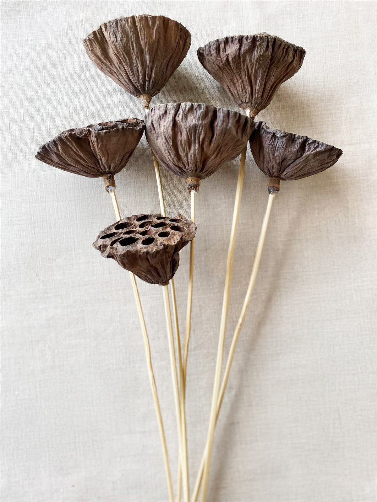 Dried Lotus Pods on Stems for seasonal arrangements and earthy floral styling