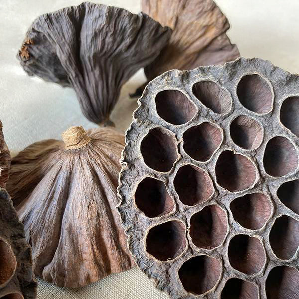 Dried lotus seed pods with earthy form for structural seasonal compositions
