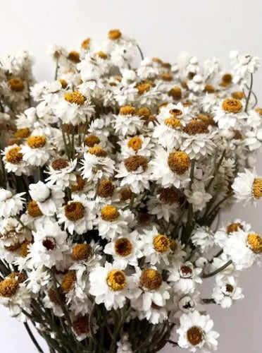 Dried white ammobium flowers with golden centers for seasonal home arrangements