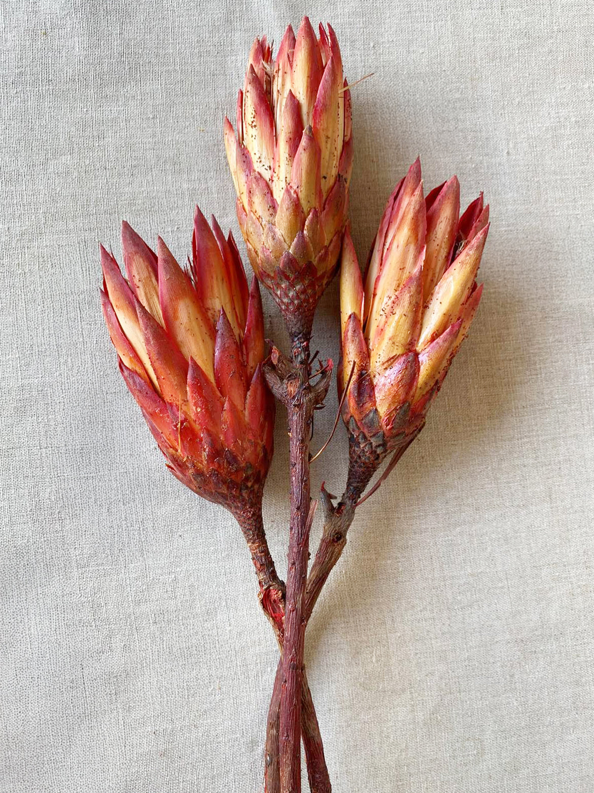 Dried Protea Flowers for tall vases or centerpieces