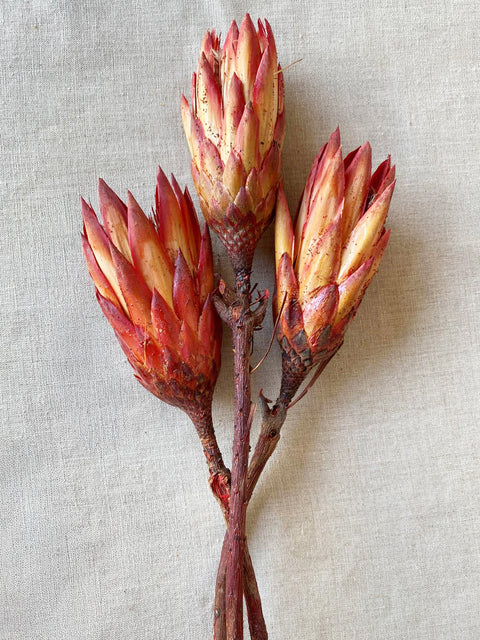Dried Protea Flowers for tall vases or centerpieces