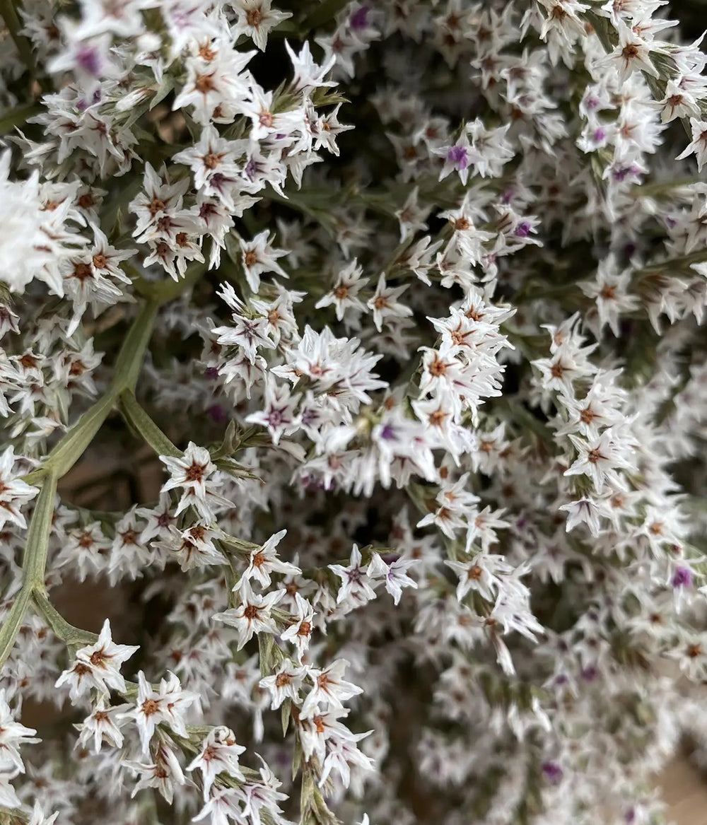 Preserved Sea Lavender Flower for textured floral centerpieces
