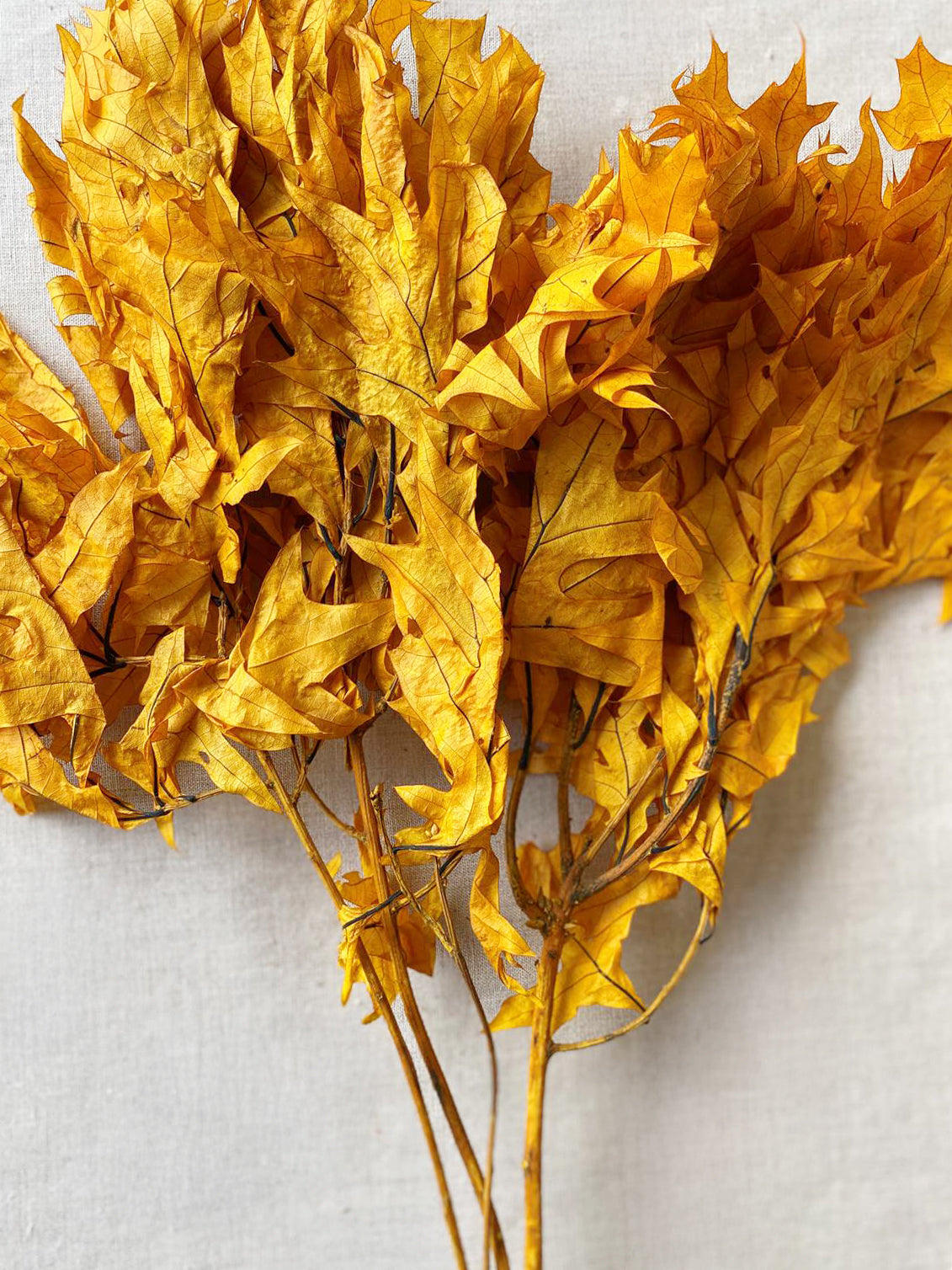 Dried Transparent Orange Oak Leaves for fall table arrangements