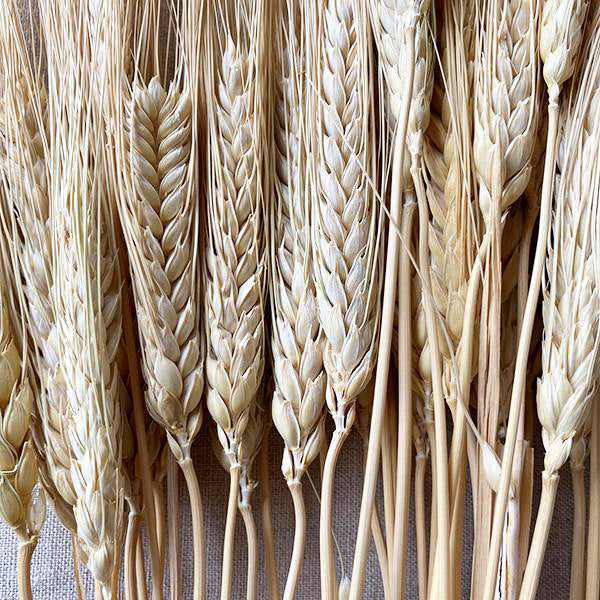 Dried Wheat Stalks with long stems and golden heads for rustic wreaths