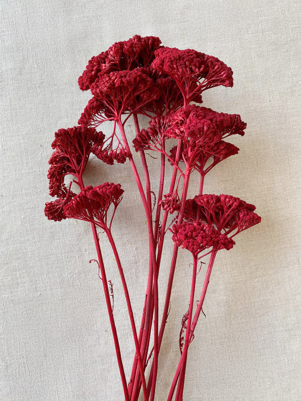 Dried Yarrow Red flower with clustered crimson blooms for floral displays or vase styling
