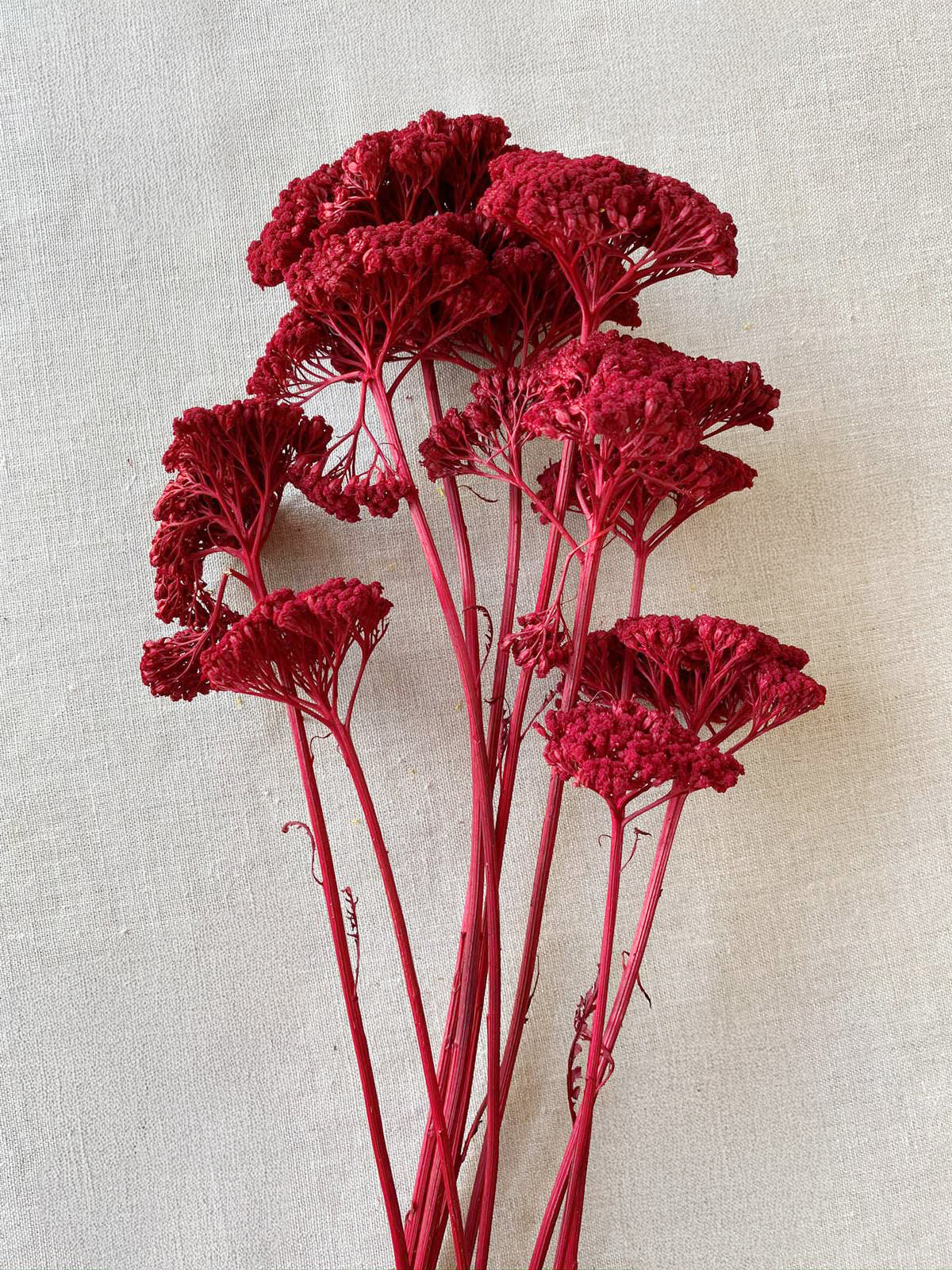Dried Yarrow Red flower with clustered crimson blooms for floral displays or vase styling
