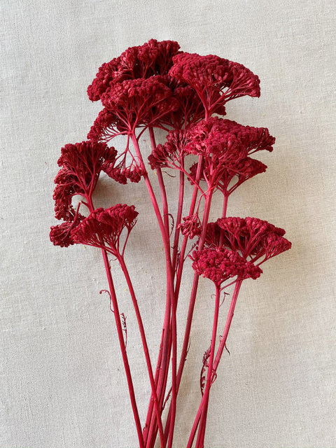 Dried Yarrow Red flower with clustered crimson blooms for floral displays or vase styling