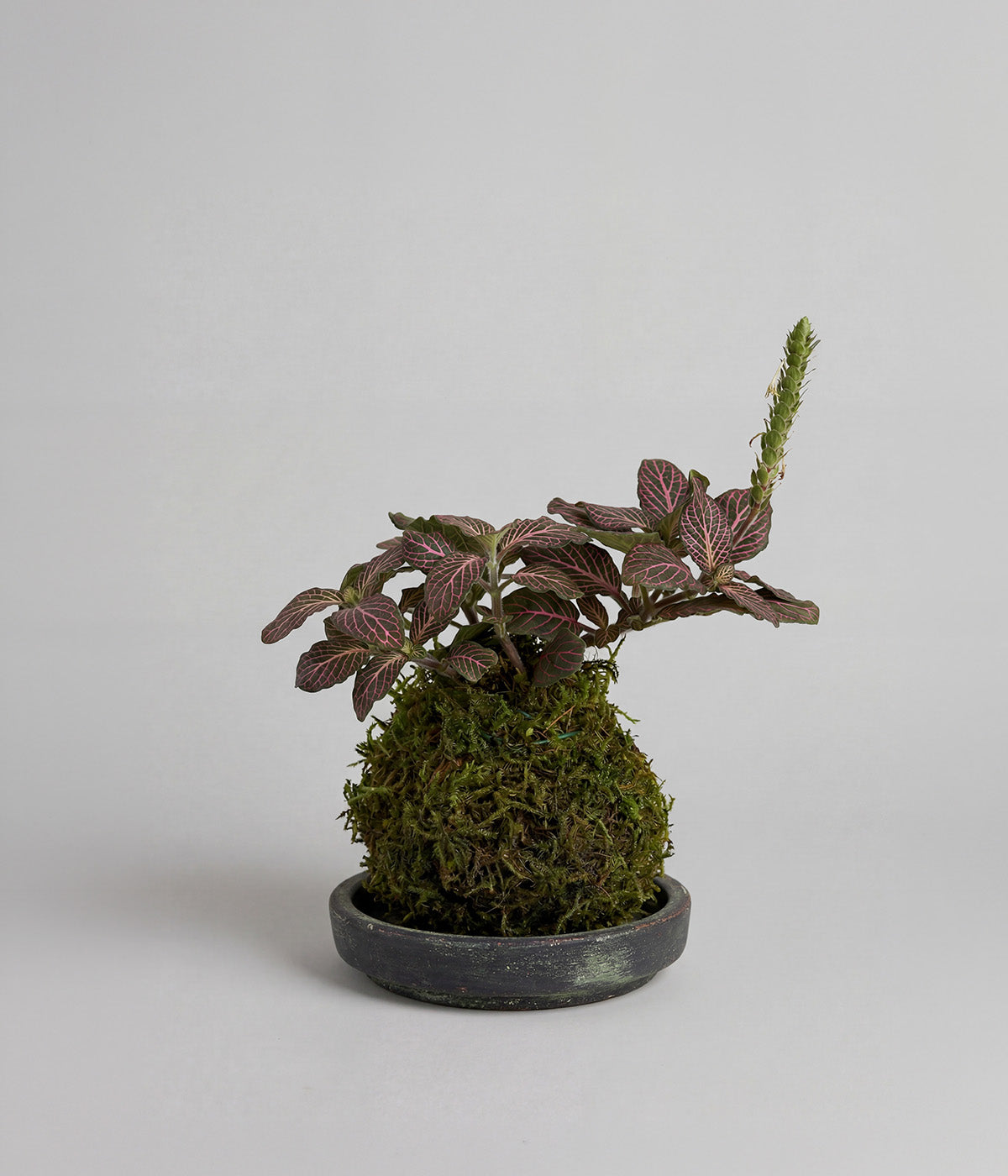 Fittonia Nerve Plant Kokedama