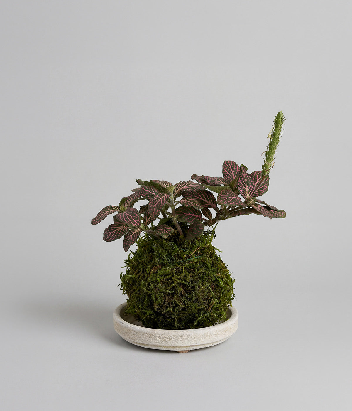 Fittonia albivenis in white patina tray with veined leaves
