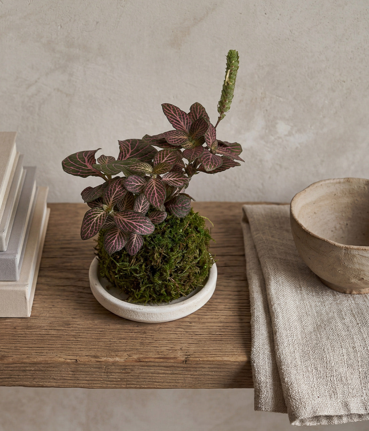 Fittonia plant kokedama styled on shelf with books and linen