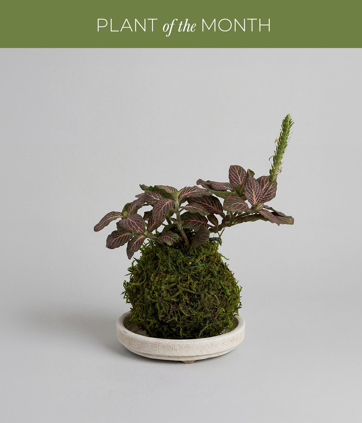 April plant of the month Fittonia nerve plant kokedama