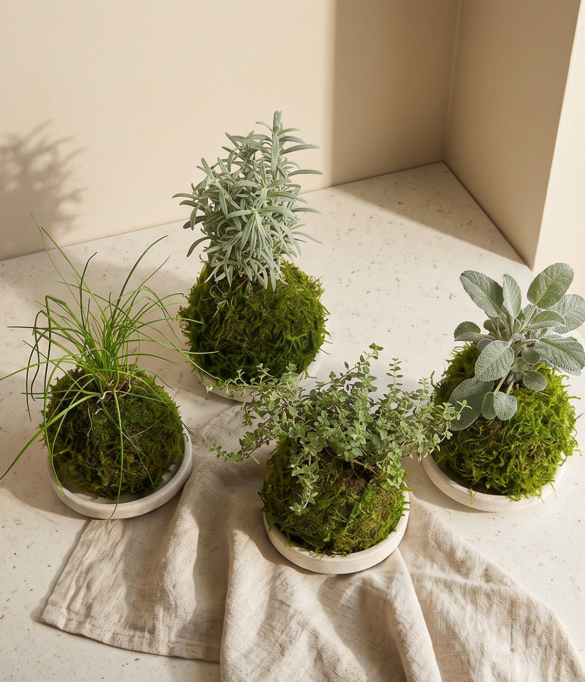 Rosemary, thyme, sage, and chive kokedamas