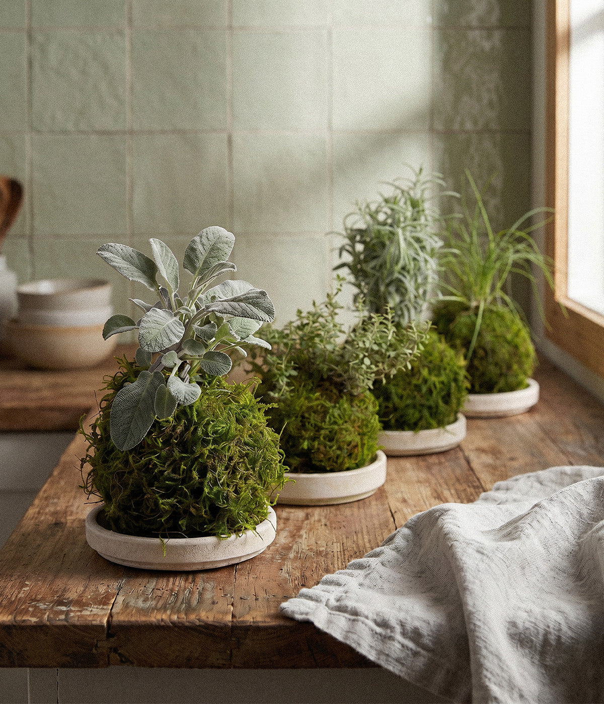Indoor herb plants shaped into  compact kokedamas