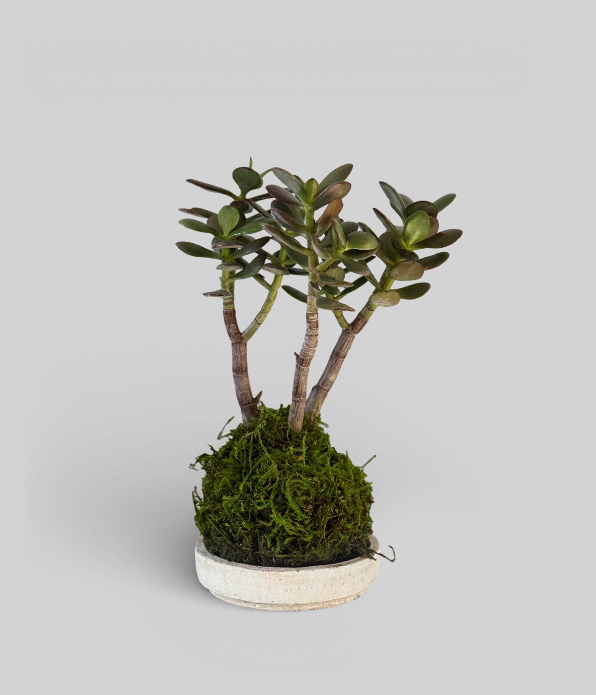 Jade kokedama bonsai with moss sphere on white ceramic tray