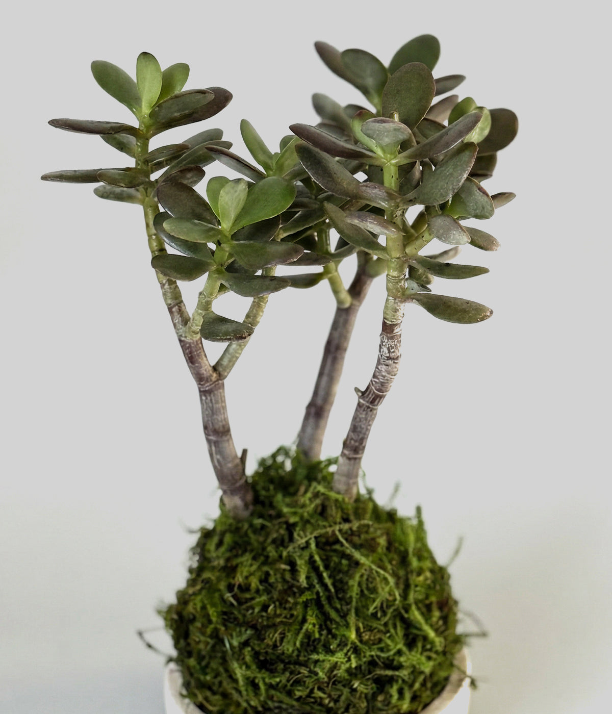 Jade bonsai branching structure rising from natural moss sphere base
