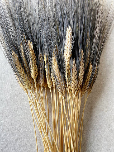 Dried Black Beard Wheat Decor with dark florets for seasonal home arrangements