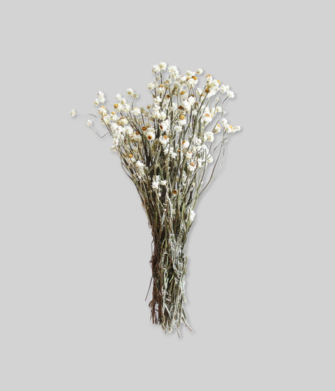 Naturally preserved dried white flowers with warm yellow centers