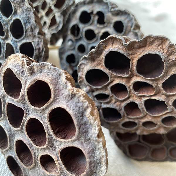 Stemmed Lotus Pods with open seed holes ideal for dried floral installations