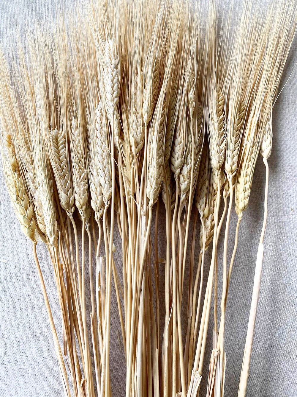 Dried Natural Triticum Wheat with pale golden color for fall floral arrangements