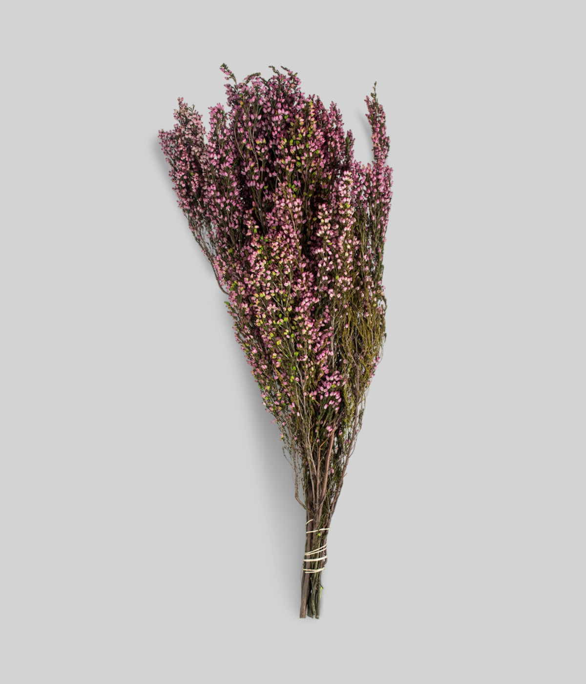 Dried Mediterranean pink heather bunch with preserved blooms on gray background