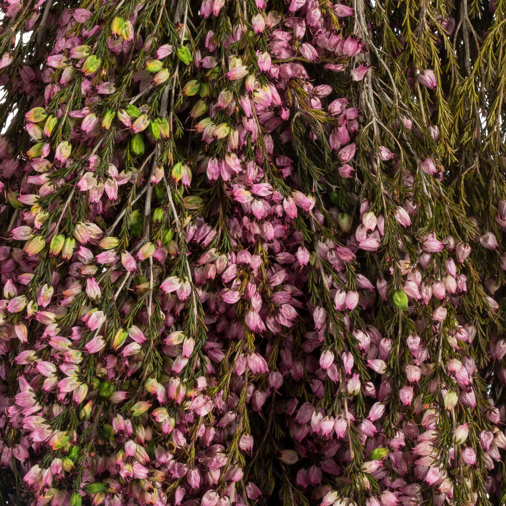 Dried heather bunch with clustered flowers and woody stems