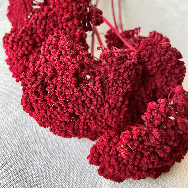 Preserved Red Yarrow flowers with upright stems for fall and winter arrangements