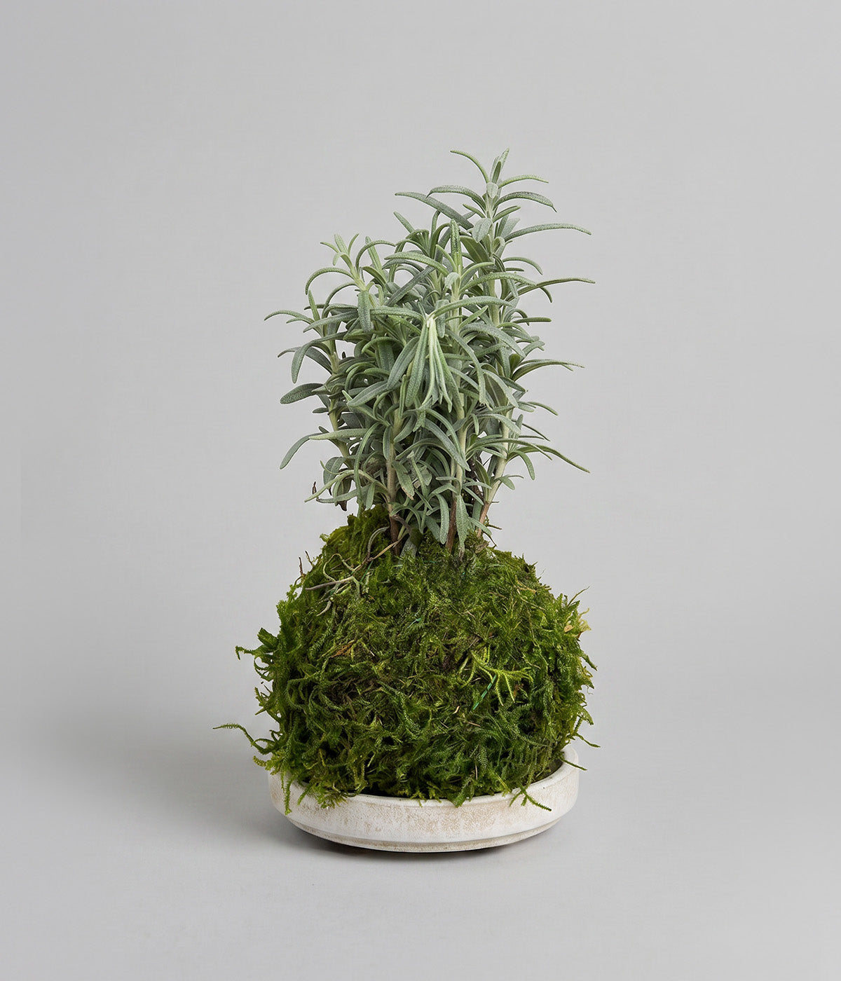 Culinary rosemary plant with compact root ball in a white patina tray