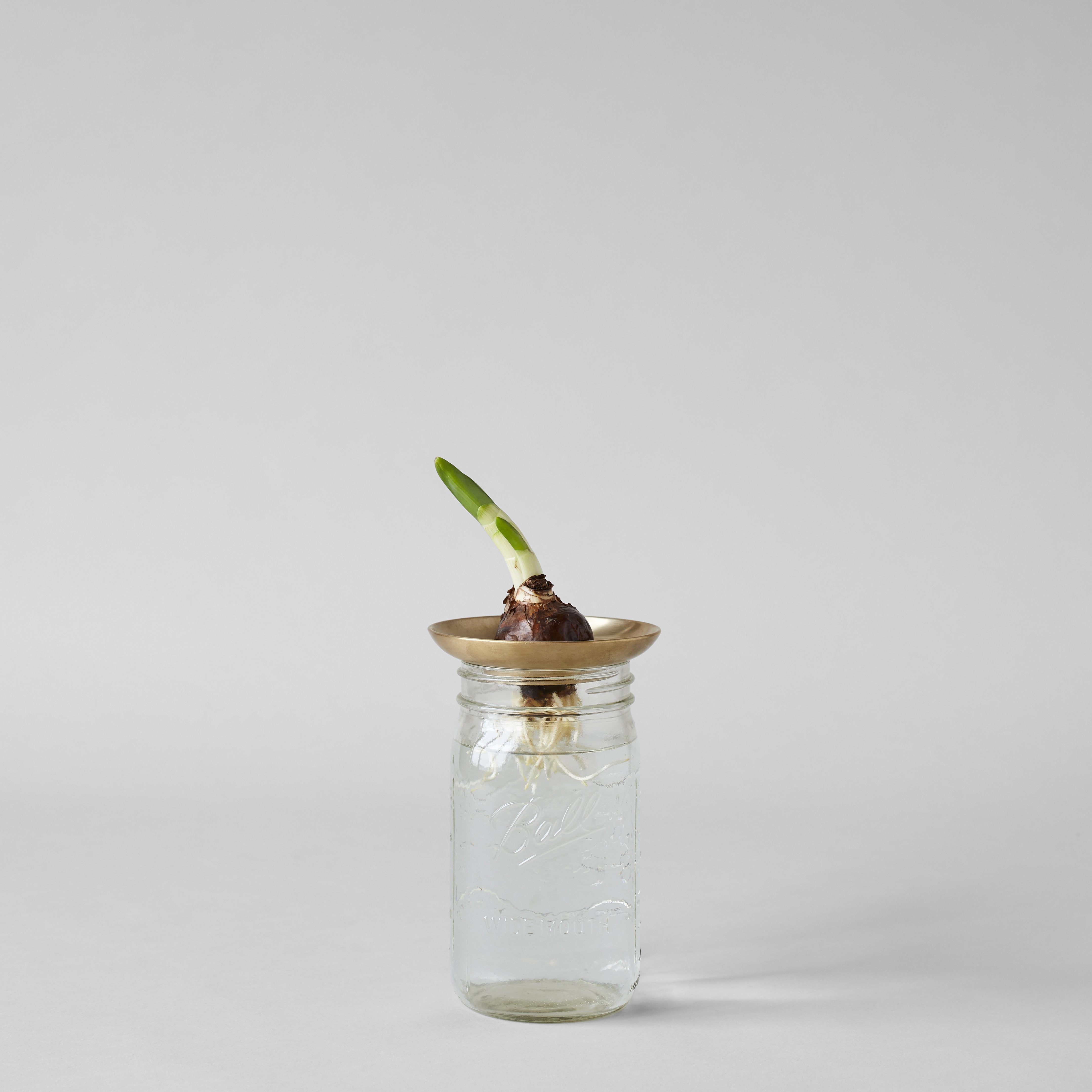 Brass Frogs - Bloomist