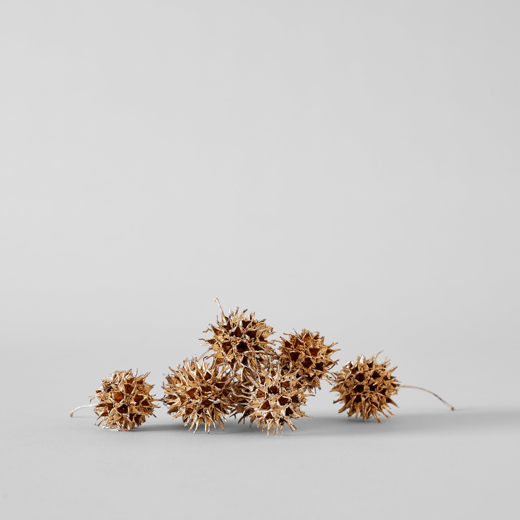 Goldleaf Sweet Gum Balls - Bloomist