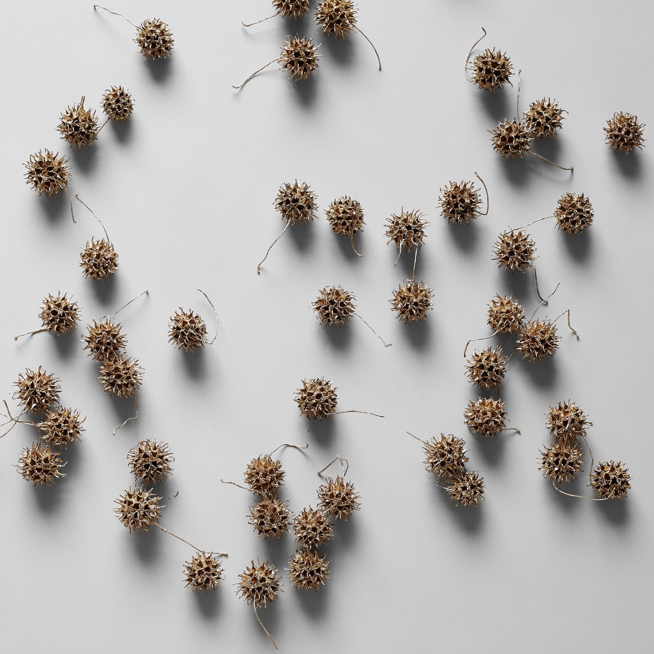 Goldleaf Sweet Gum Balls - Bloomist