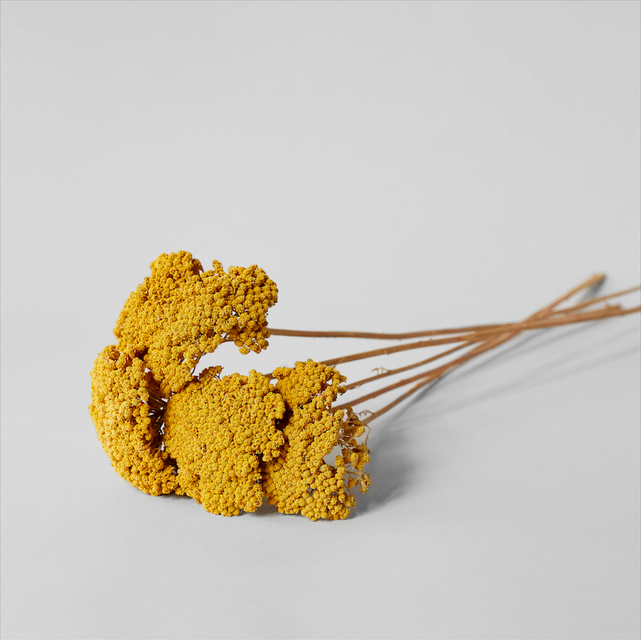 Dried Natural Yarrow - Bloomist
