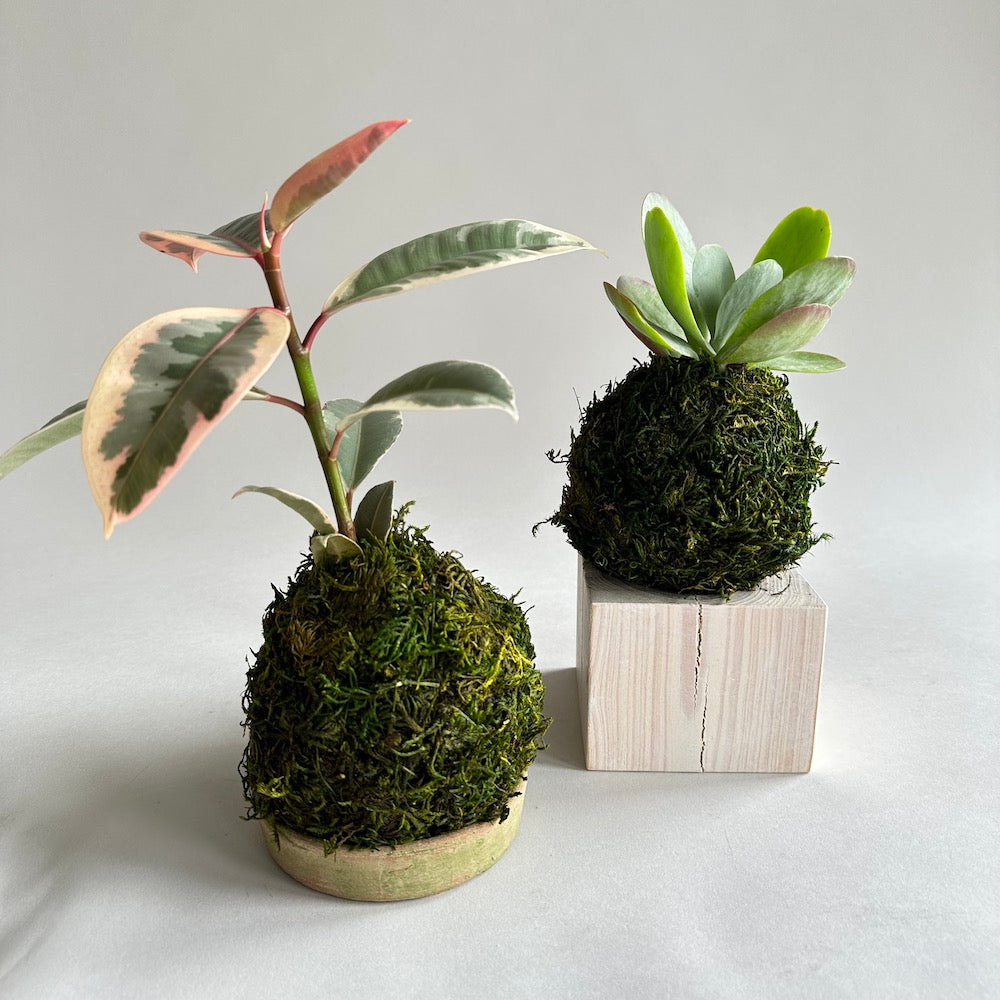 Rubber Tree Tineke Kokedama - Bloomist