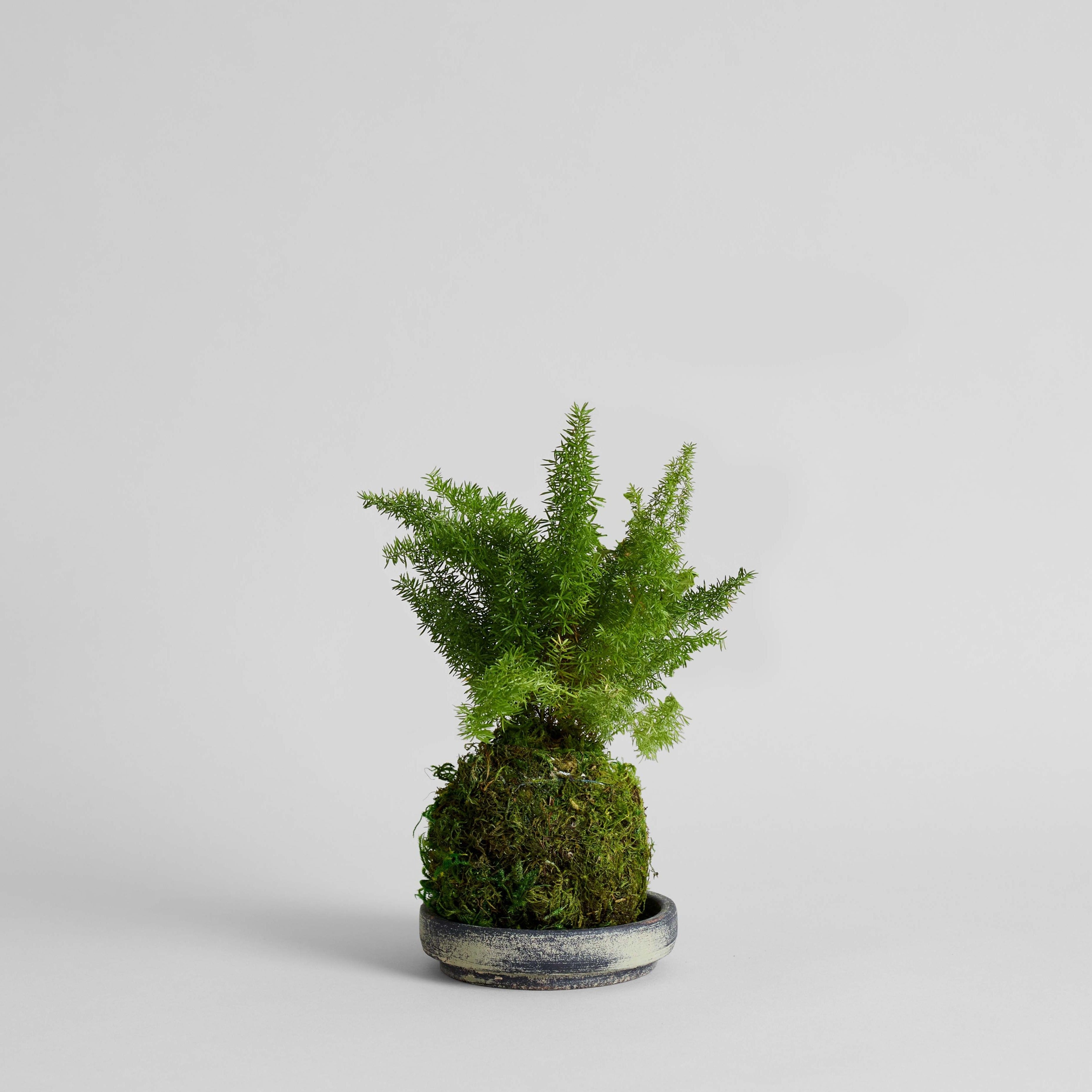 Asparagus Fern Kokedama - Bloomist
