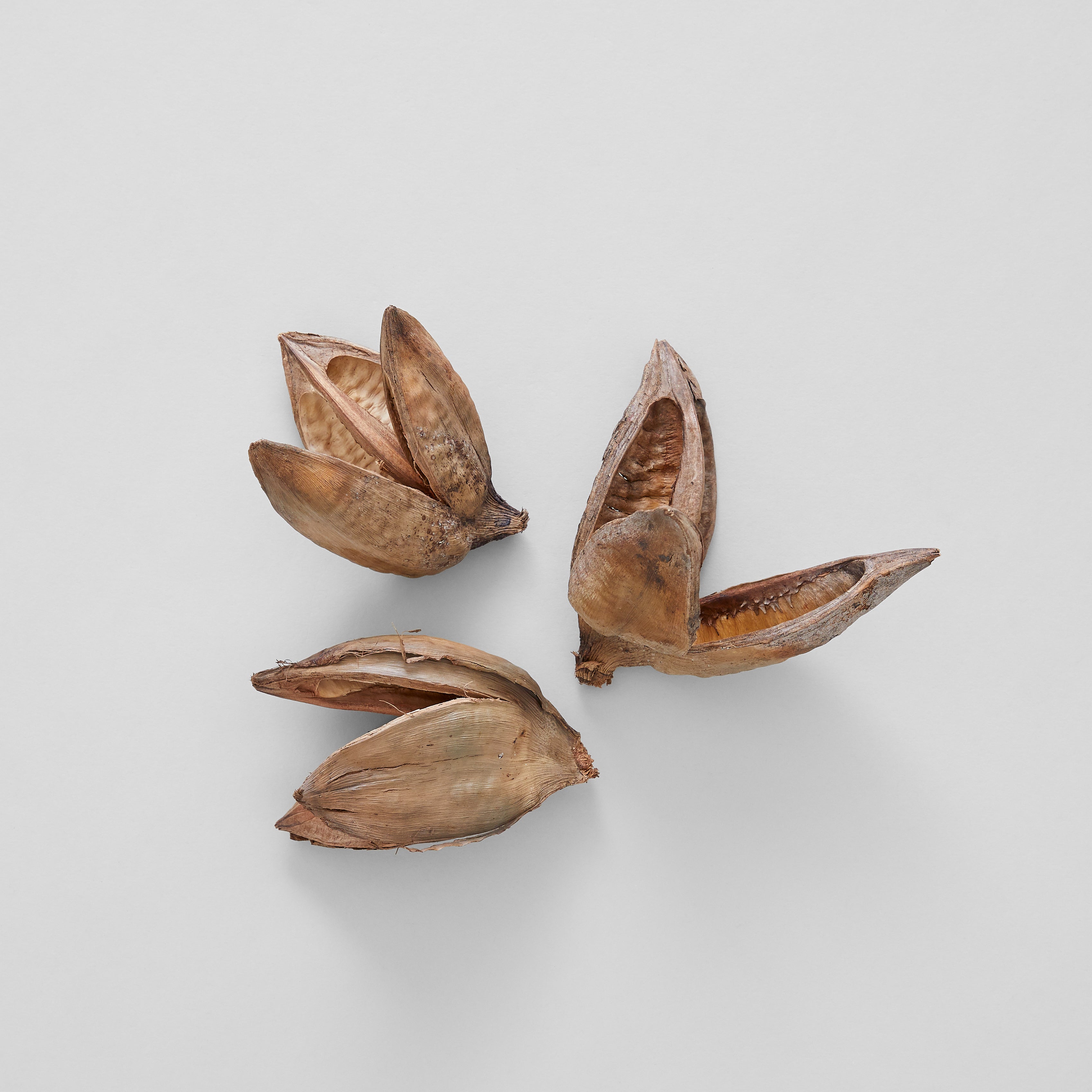 Natural Sora Pods - Bloomist