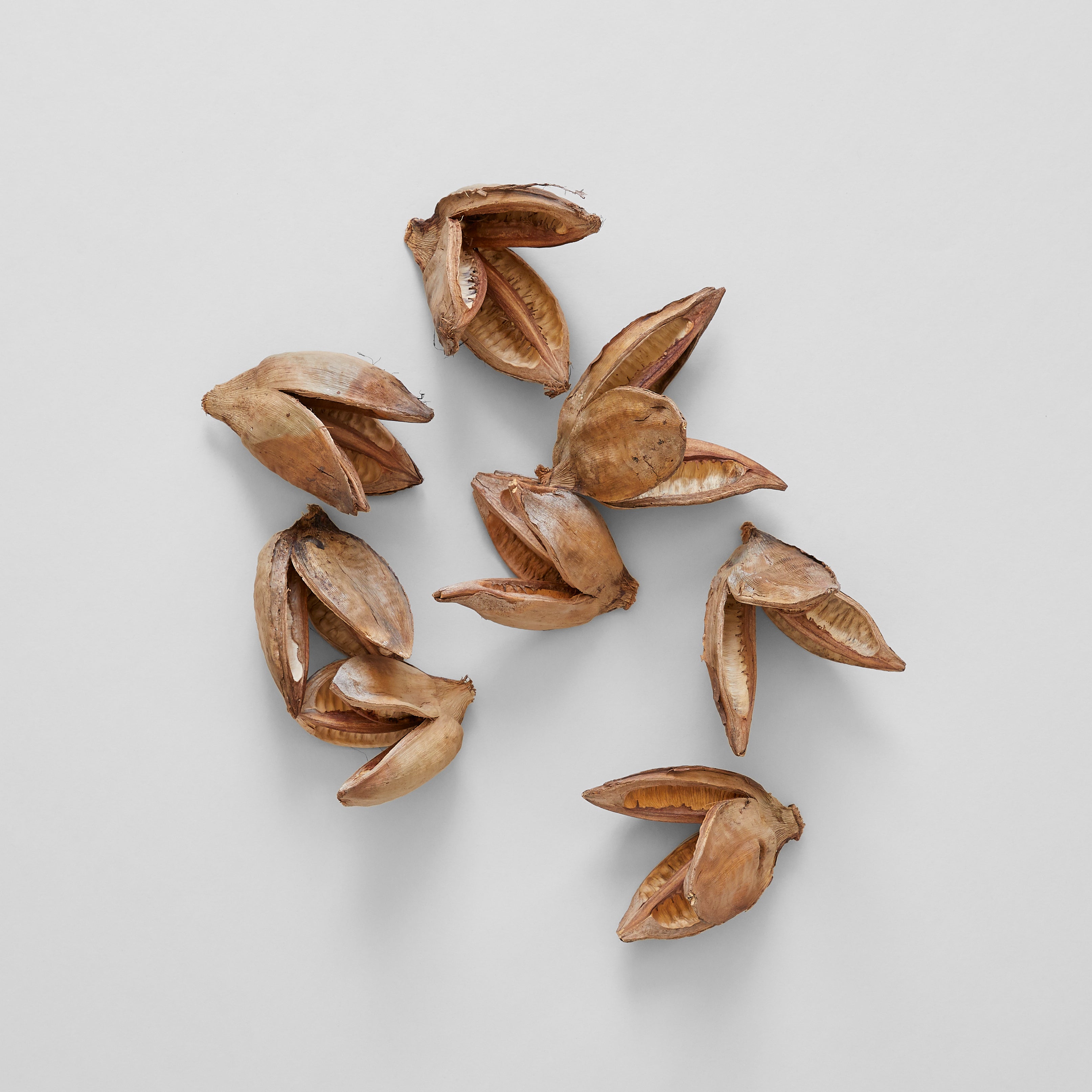 Natural Sora Pods - Bloomist
